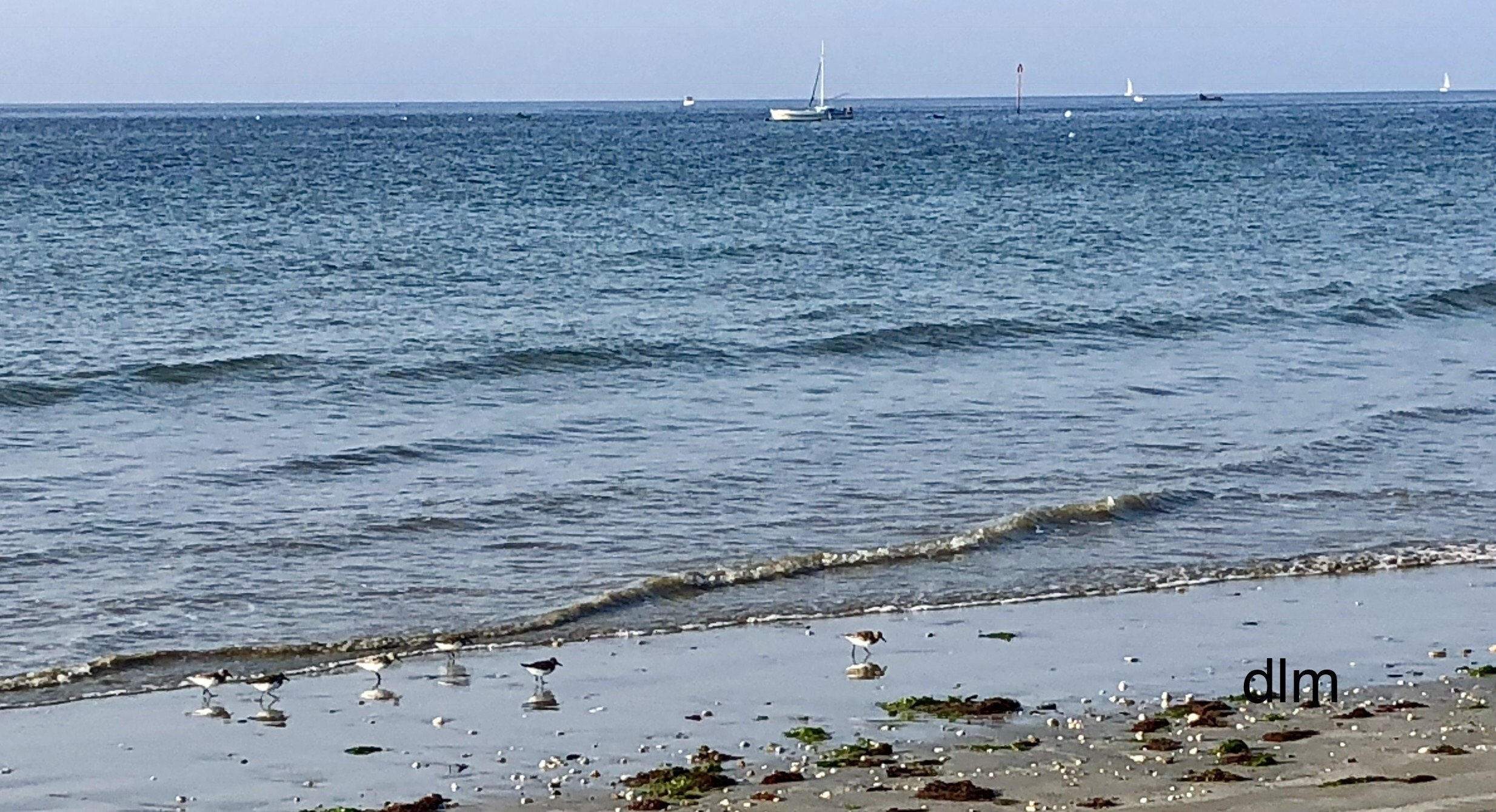 Enlevement Des Algues Sur Les Plages Presquîle De Gâvres